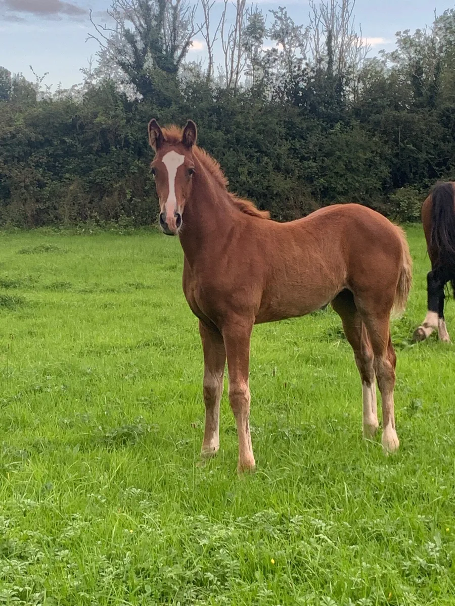 🌟Quality Irish sport horse foals for sale🌟 - Image 4