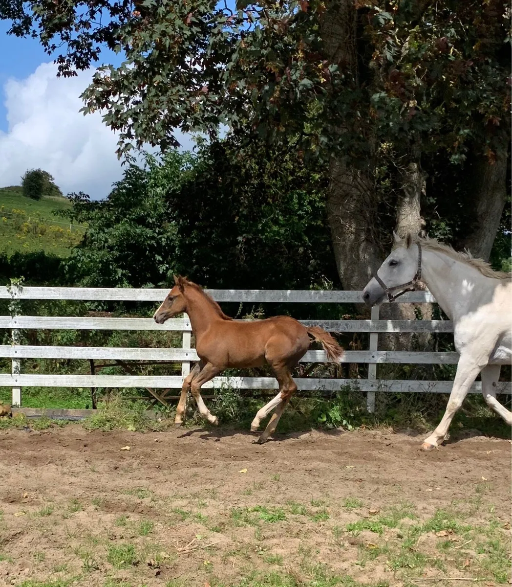 🌟Quality Irish sport horse foals for sale🌟 - Image 2