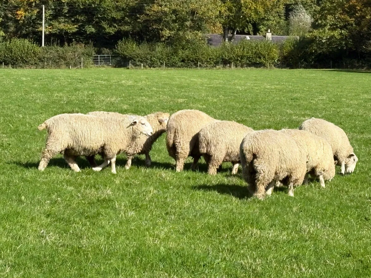 Romney Rams for Sale x 10 - Image 4