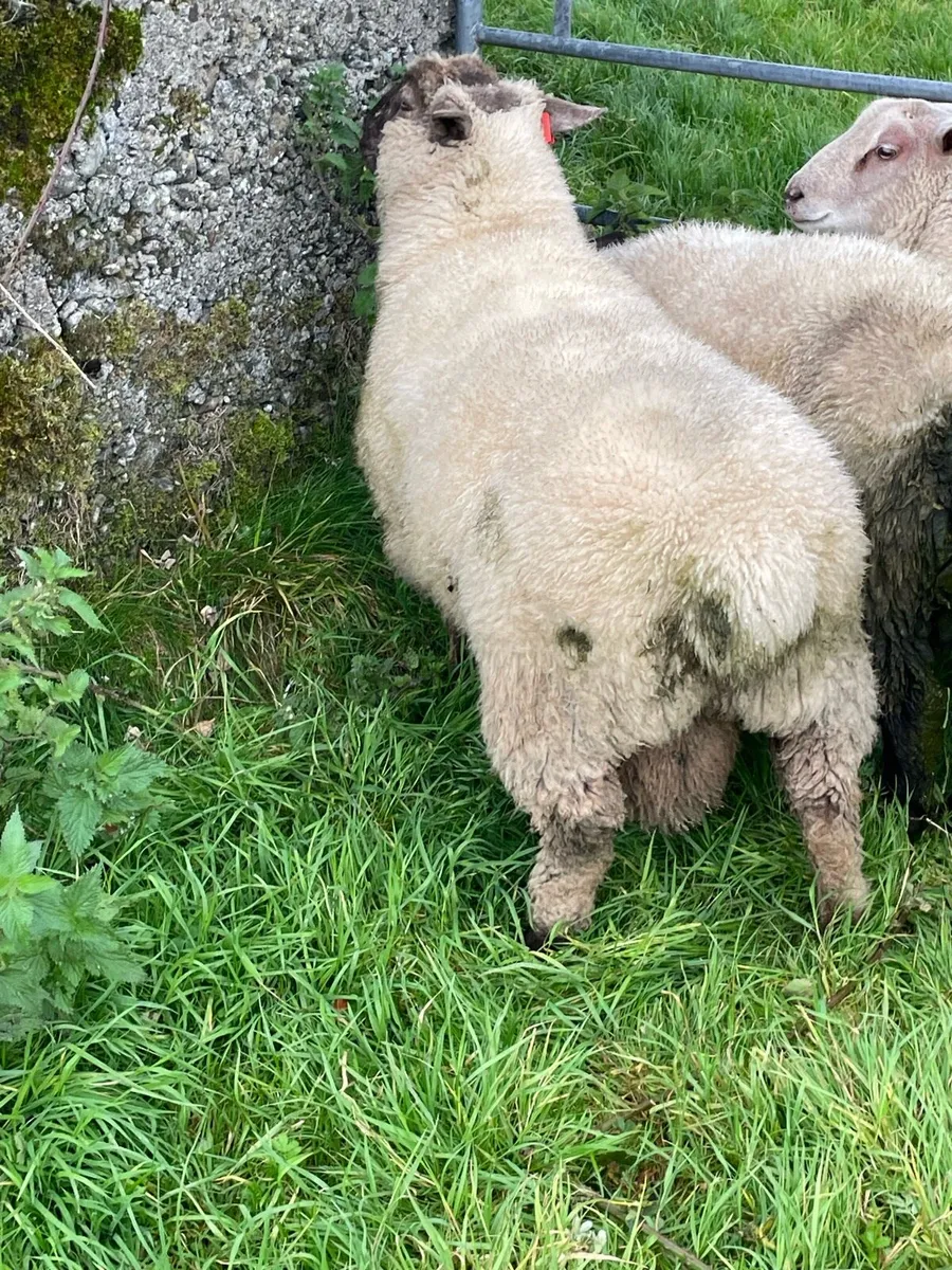 Sheep - Image 1