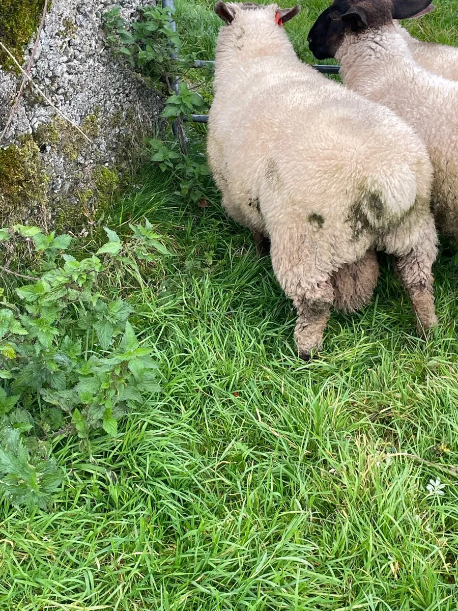 Sheep - Image 2
