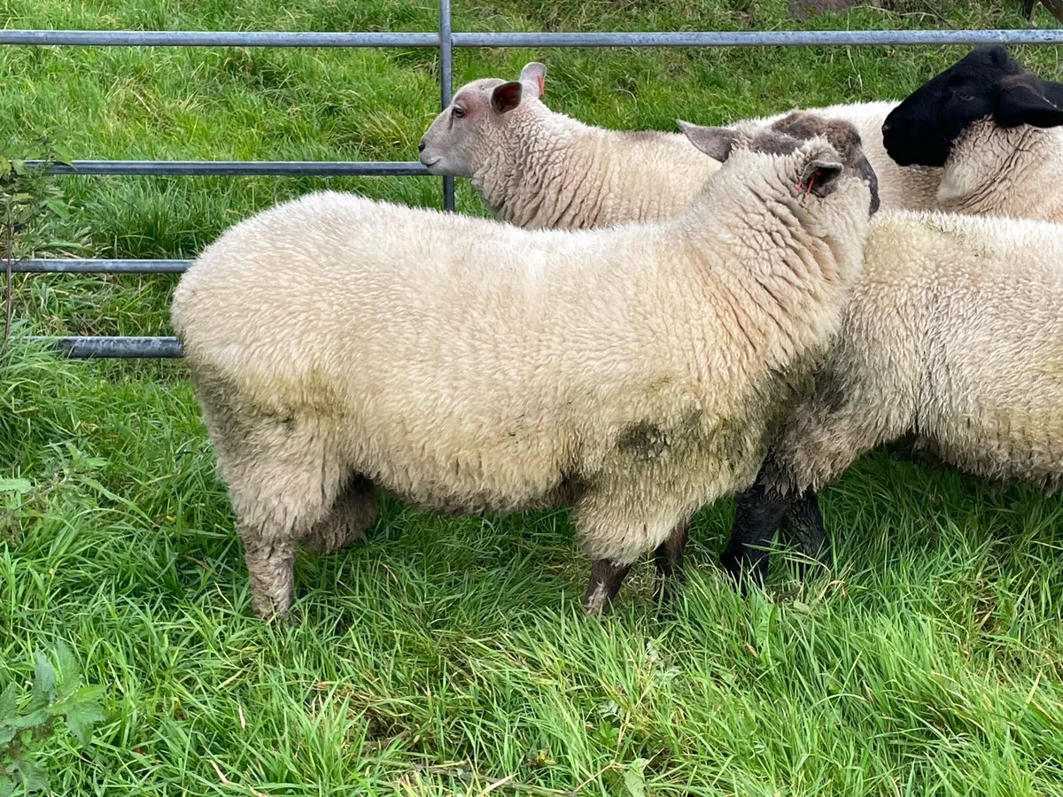 Sheep - Image 3