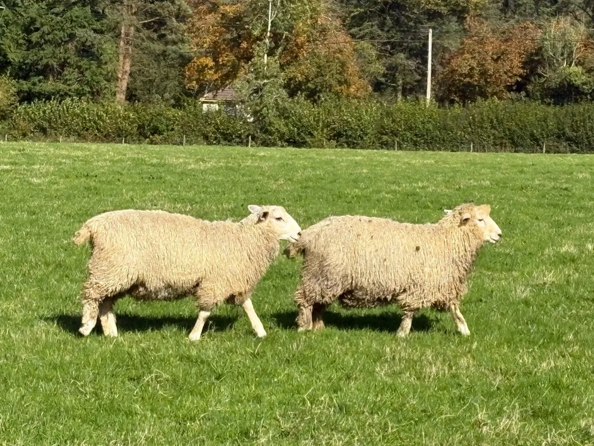 Romney Rams for Sale x 10 - Image 1