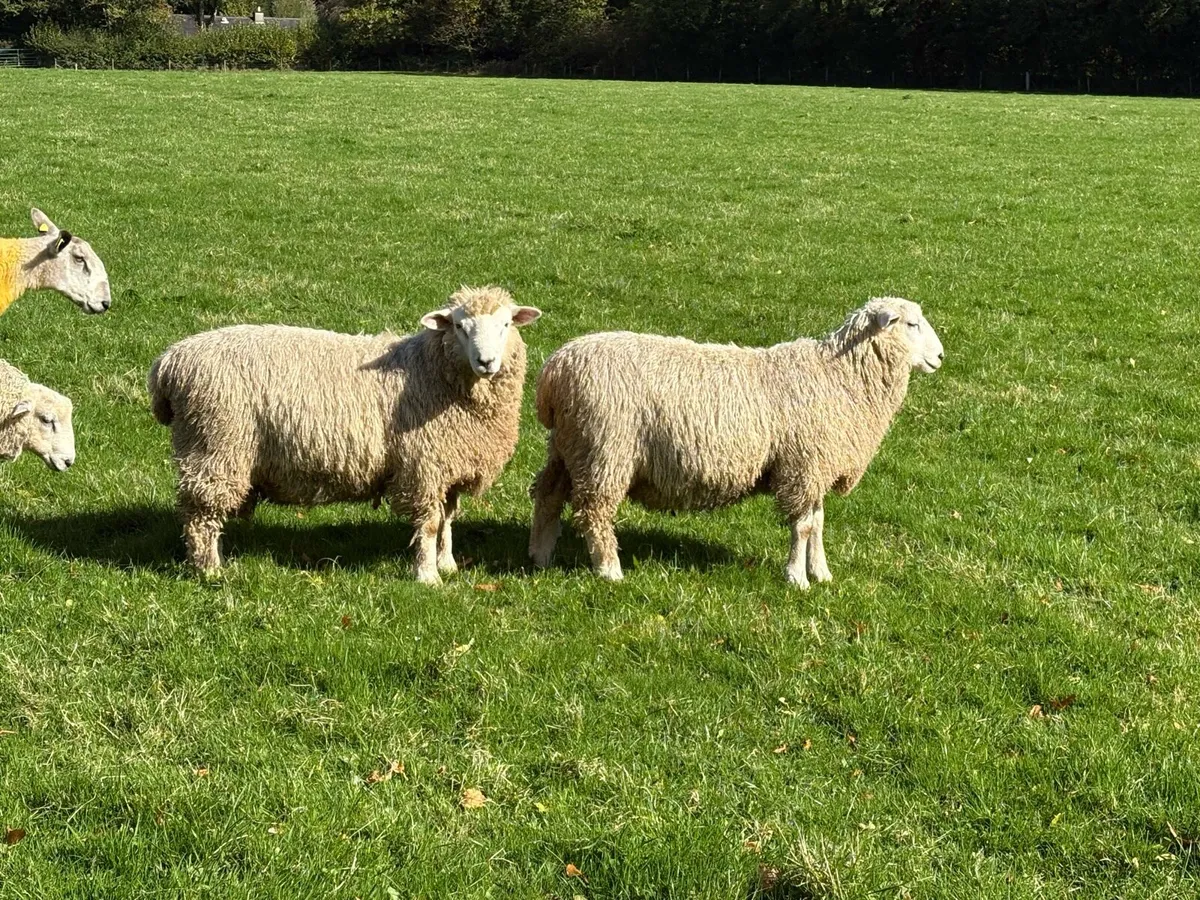 Romney Rams for Sale x 10 - Image 2