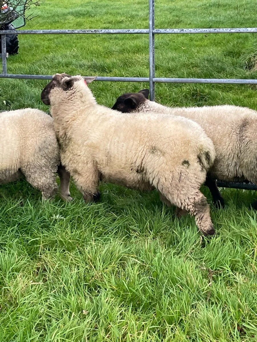 Sheep - Image 4