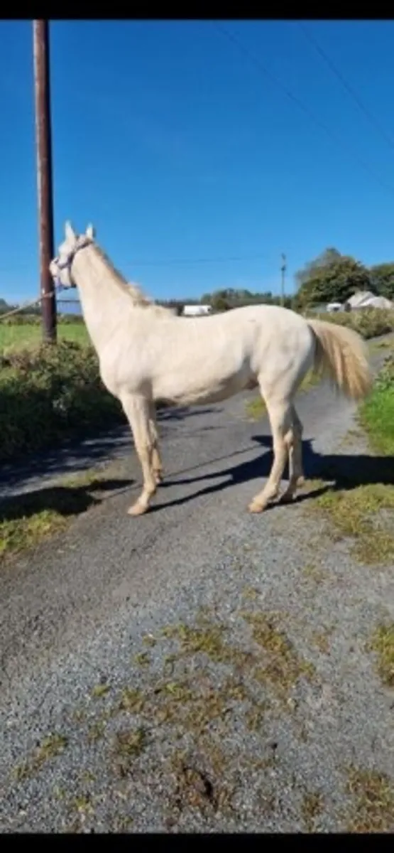 Connemara pony - Image 1