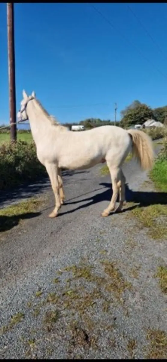Connemara pony - Image 2
