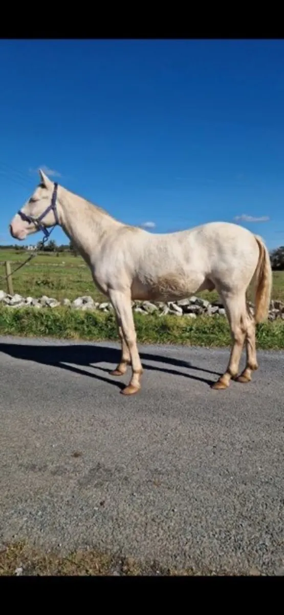 Connemara pony - Image 3