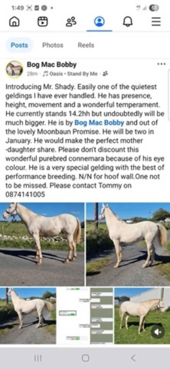 Connemara pony - Image 4