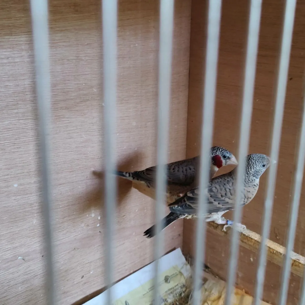Foreign Finches - Image 2