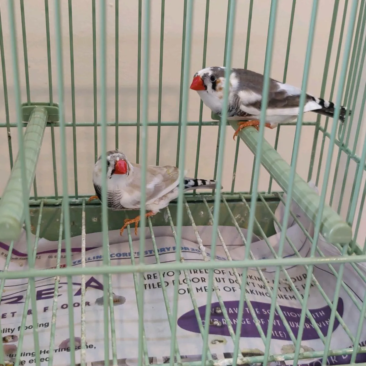 Foreign Finches - Image 3