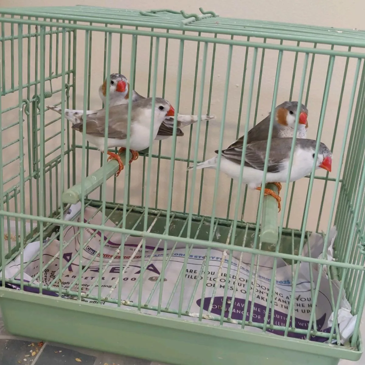 Foreign Finches - Image 1