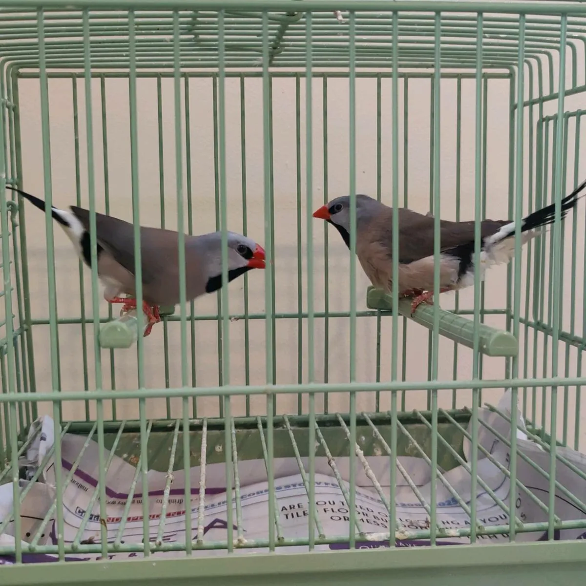 Foreign Finches - Image 4