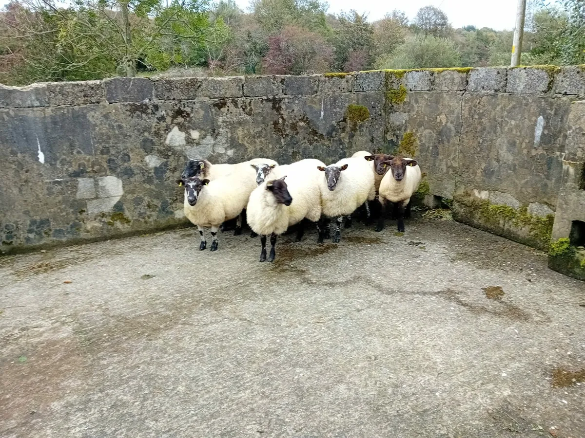 Hogs - Image 1