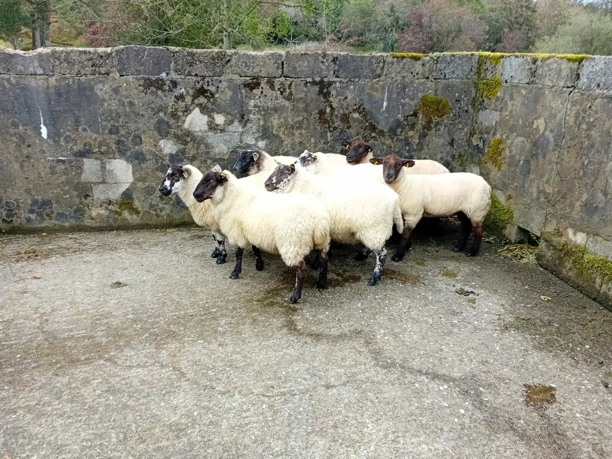 Hogs - Image 2