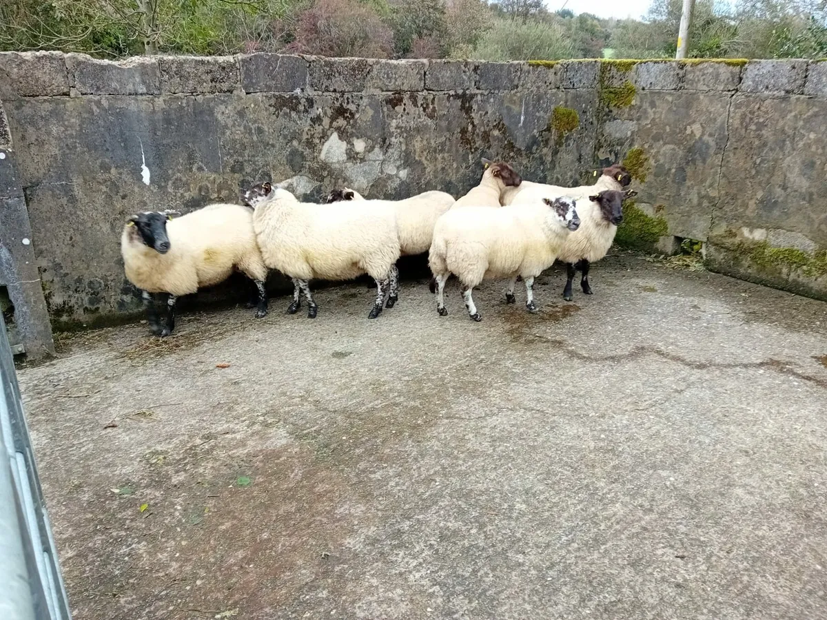 Hogs - Image 4