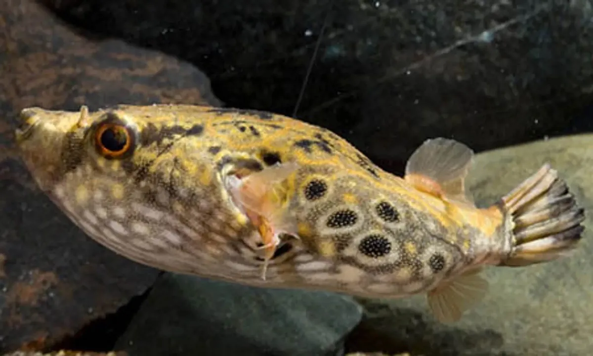 Dragon puffer - Image 1