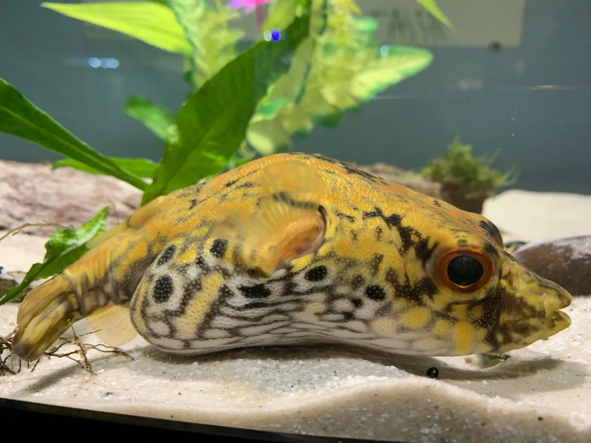 Dragon puffer - Image 2