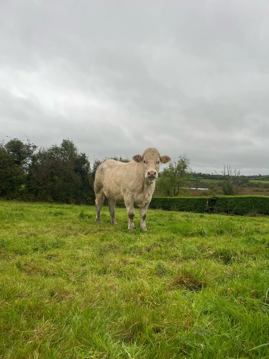 Purebred Charolais Heifers - Image 1