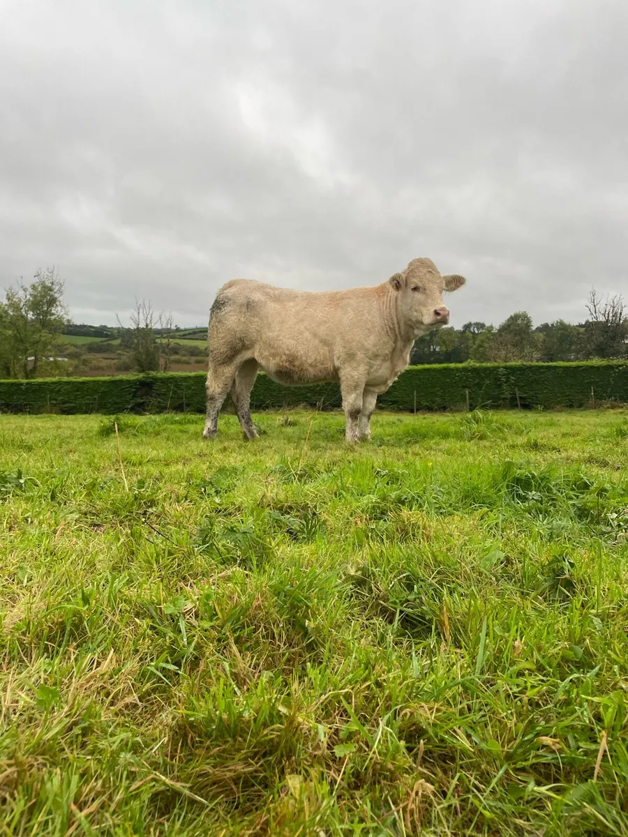 Purebred Charolais Heifers - Image 2