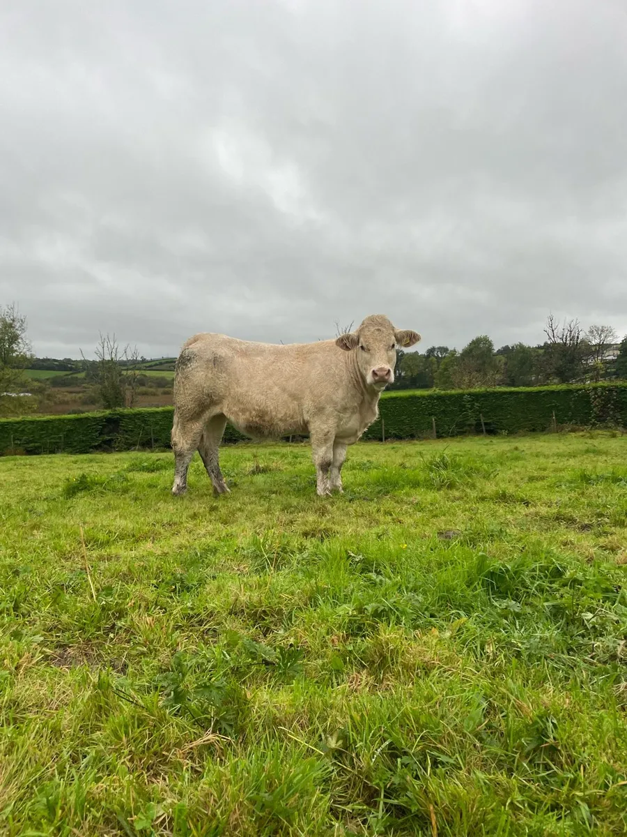 Purebred Charolais Heifers - Image 3