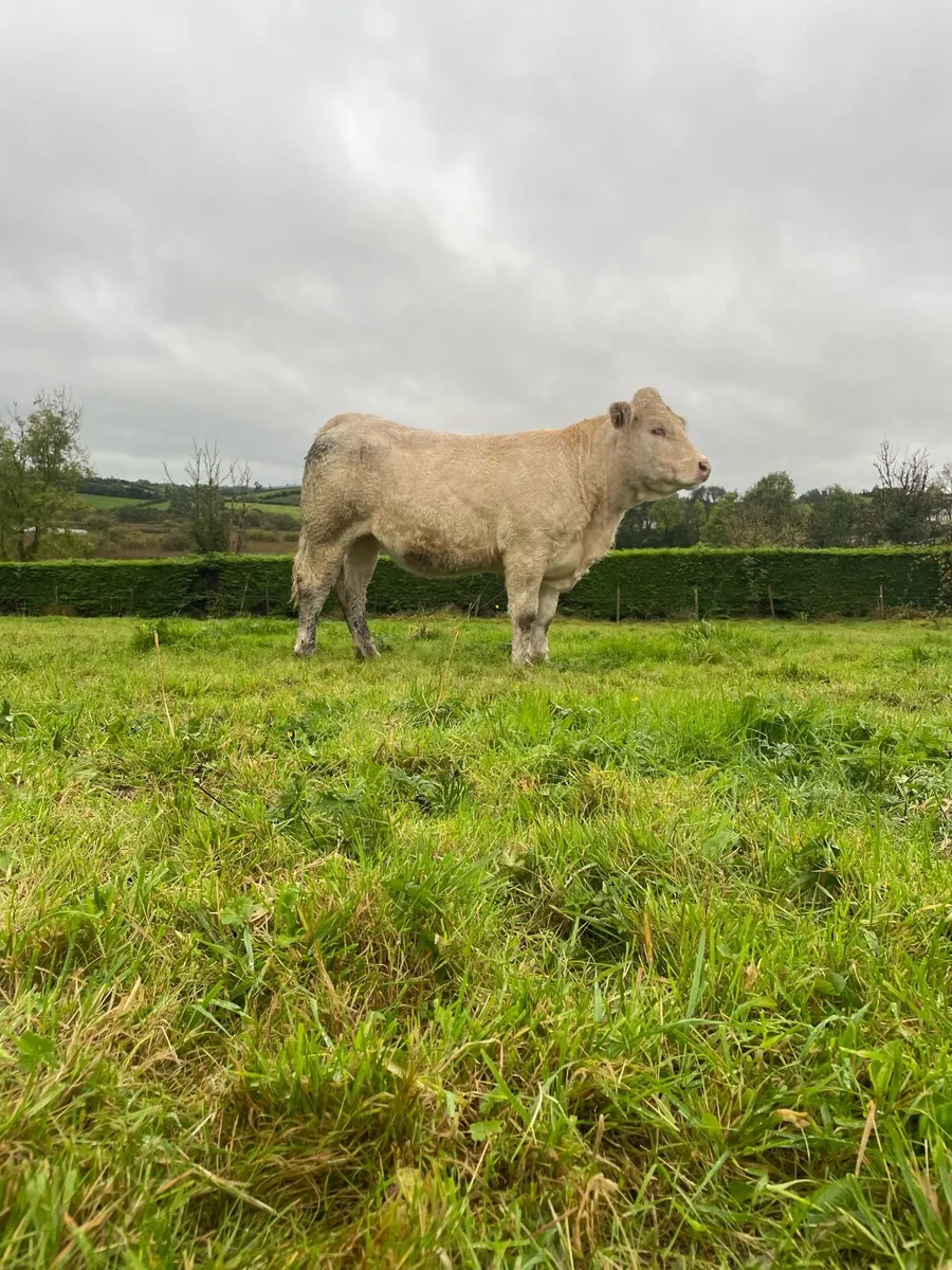 Purebred Charolais Heifers - Image 4