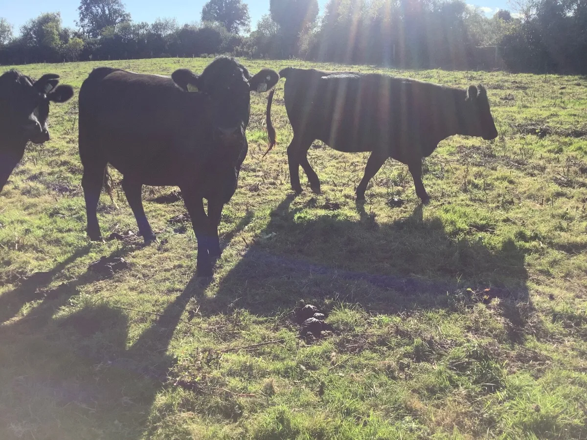 Livestock - Image 3
