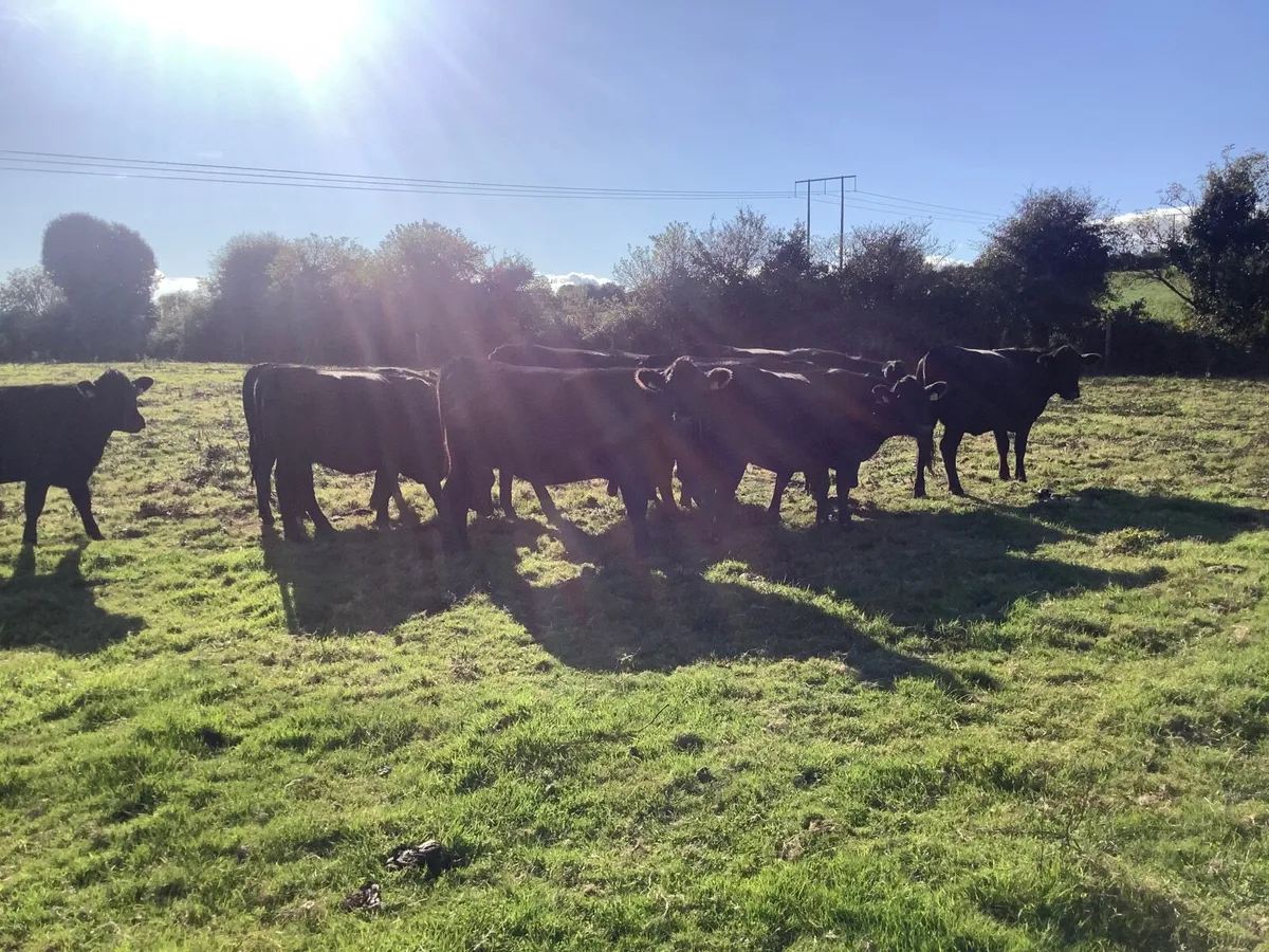 Livestock - Image 4