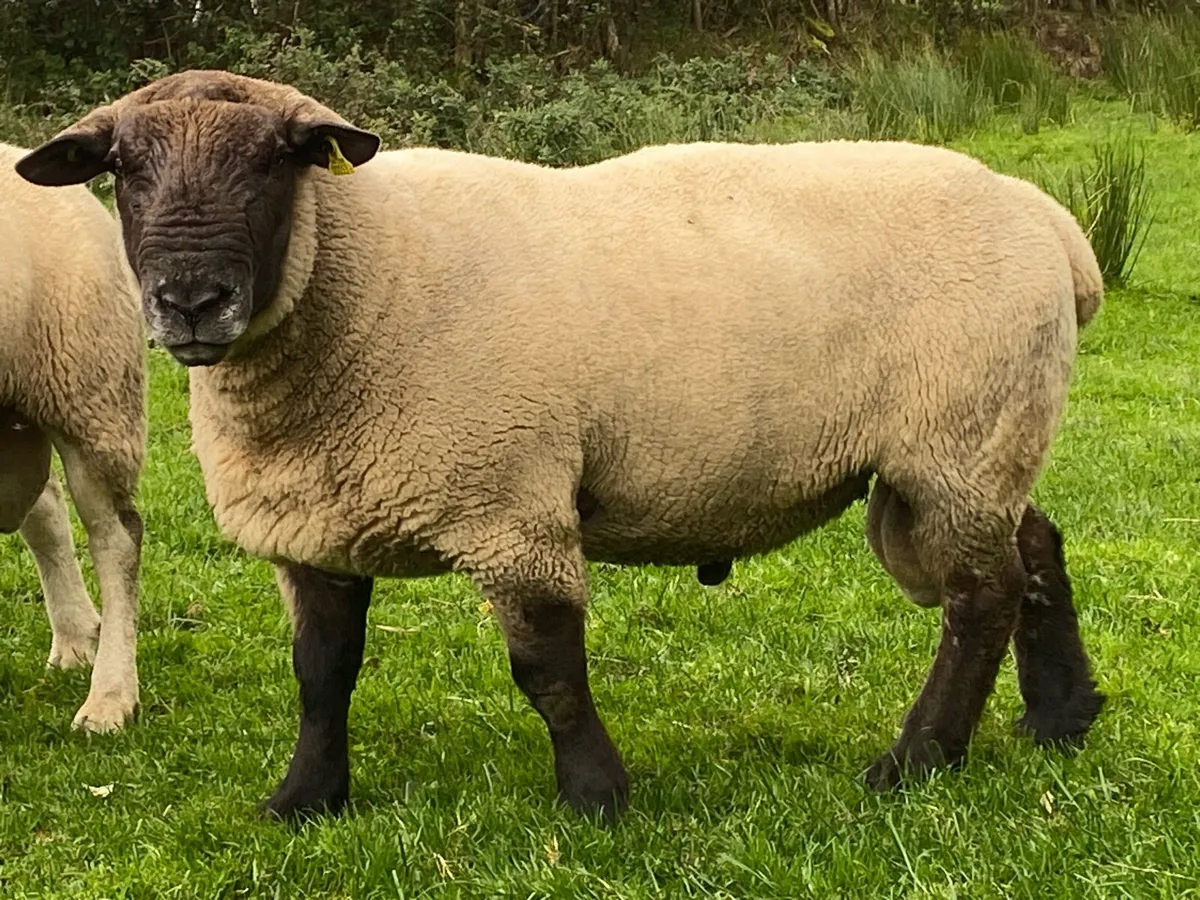 Ram - Image 1