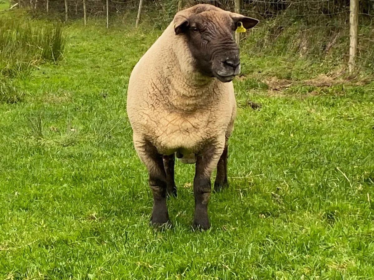 Ram - Image 2