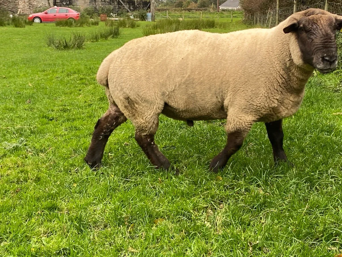 Ram - Image 3