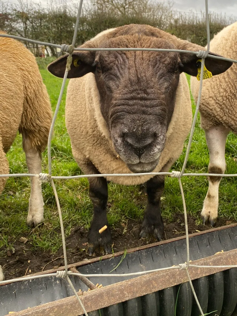 Ram - Image 4