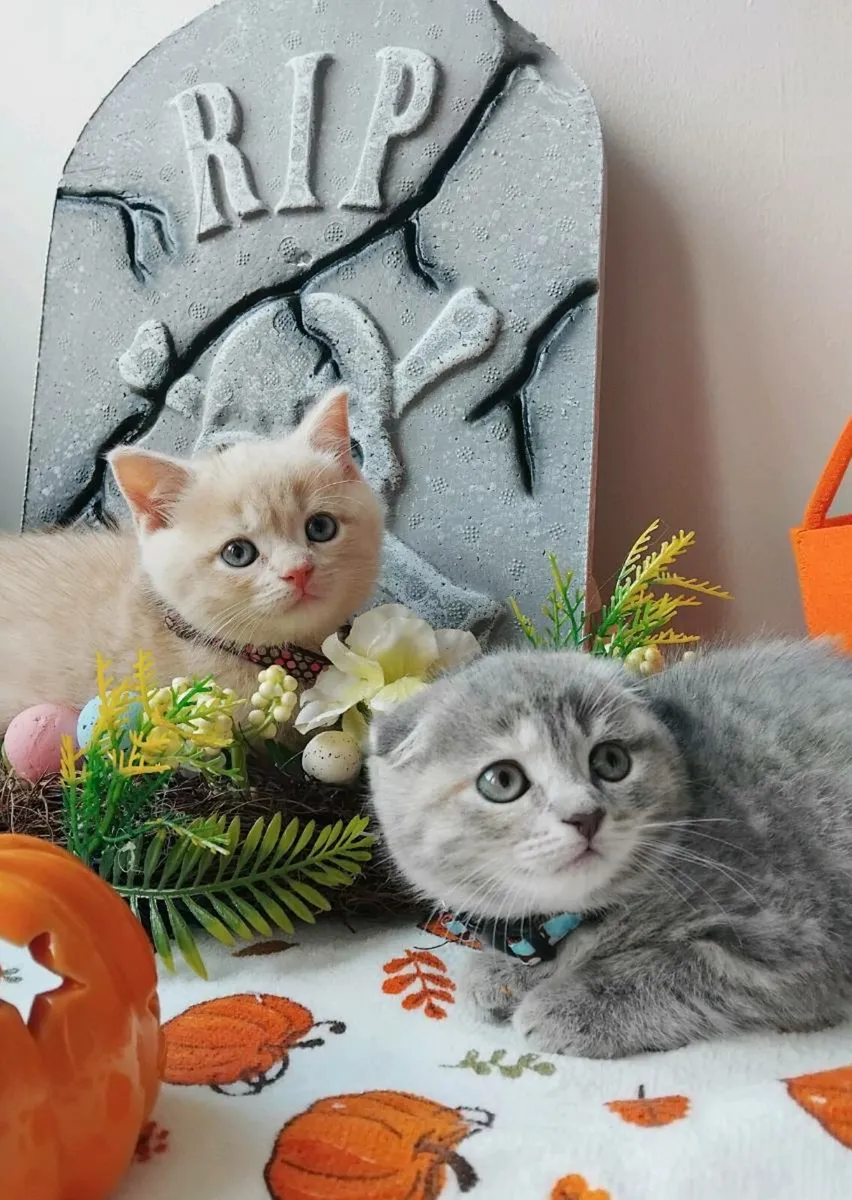 Scottish fold - Image 2