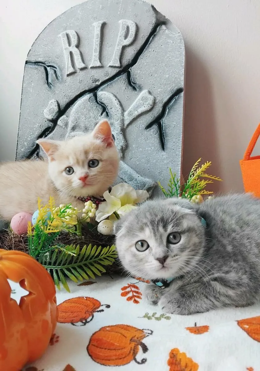 Scottish fold - Image 1