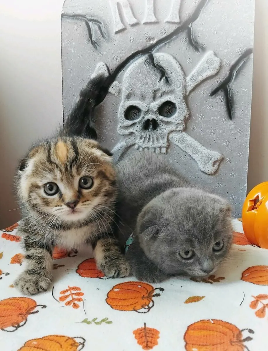Scottish fold - Image 4