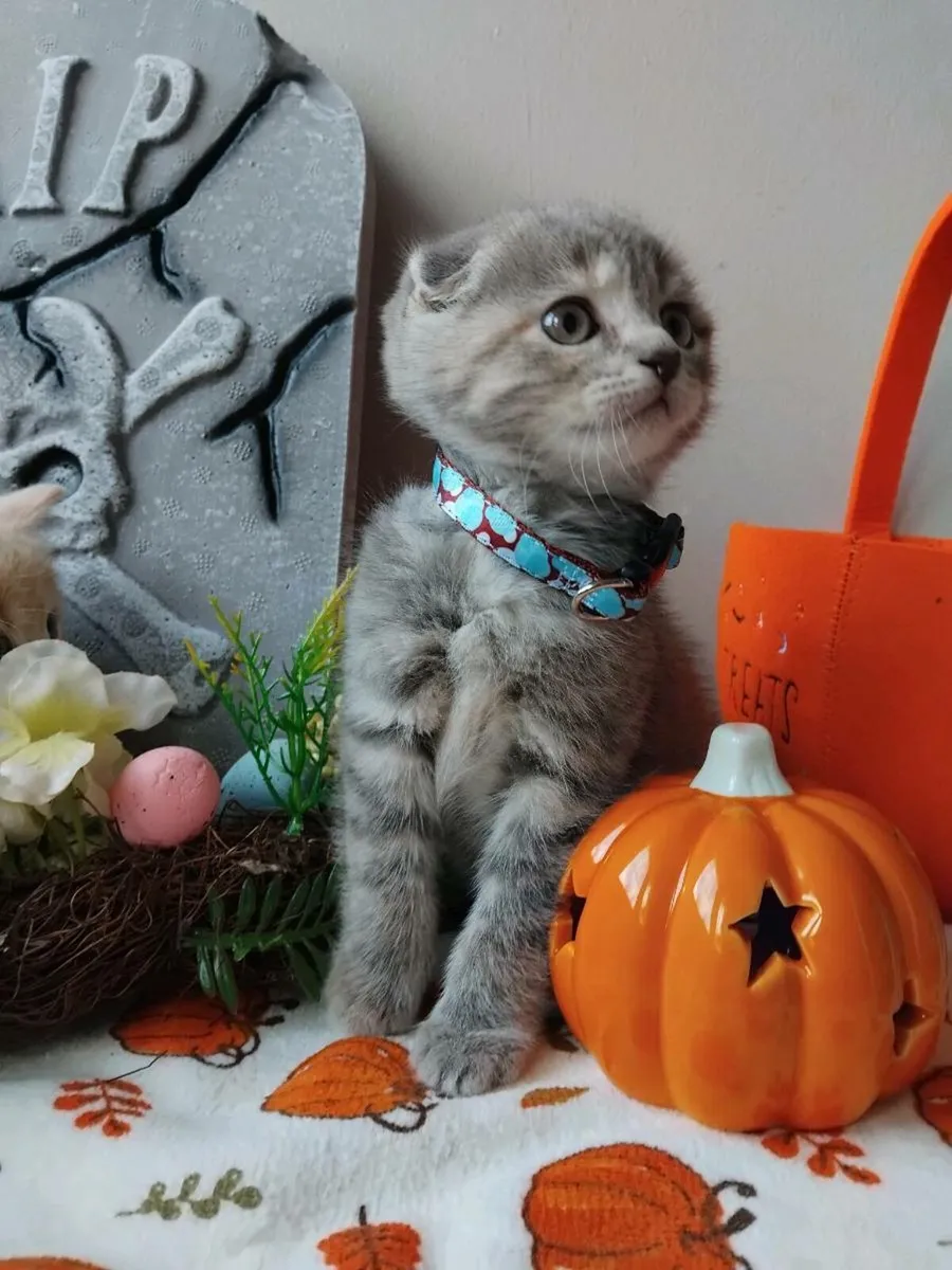 Scottish fold - Image 3