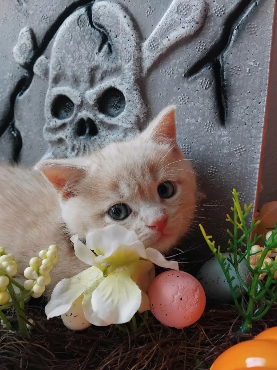 Scottish fold - Image 4