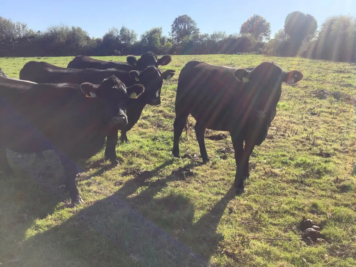 Livestock - Image 1