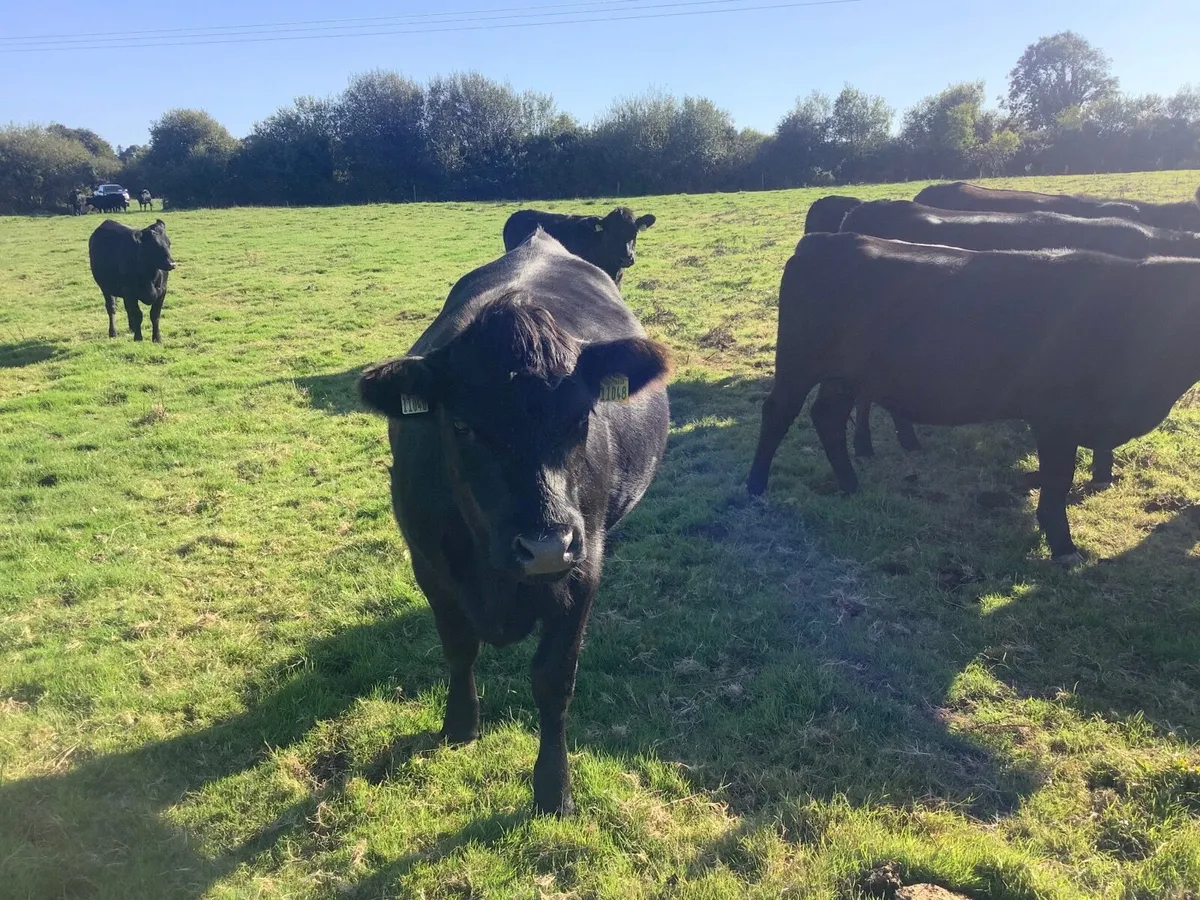 Livestock - Image 2