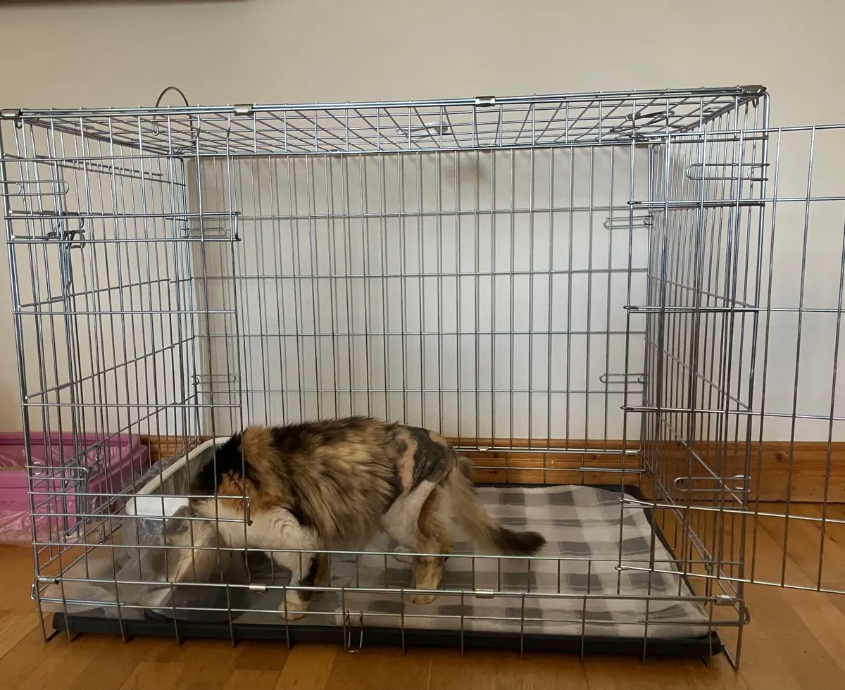 Pet Crate for a Dog or Cat - Image 3
