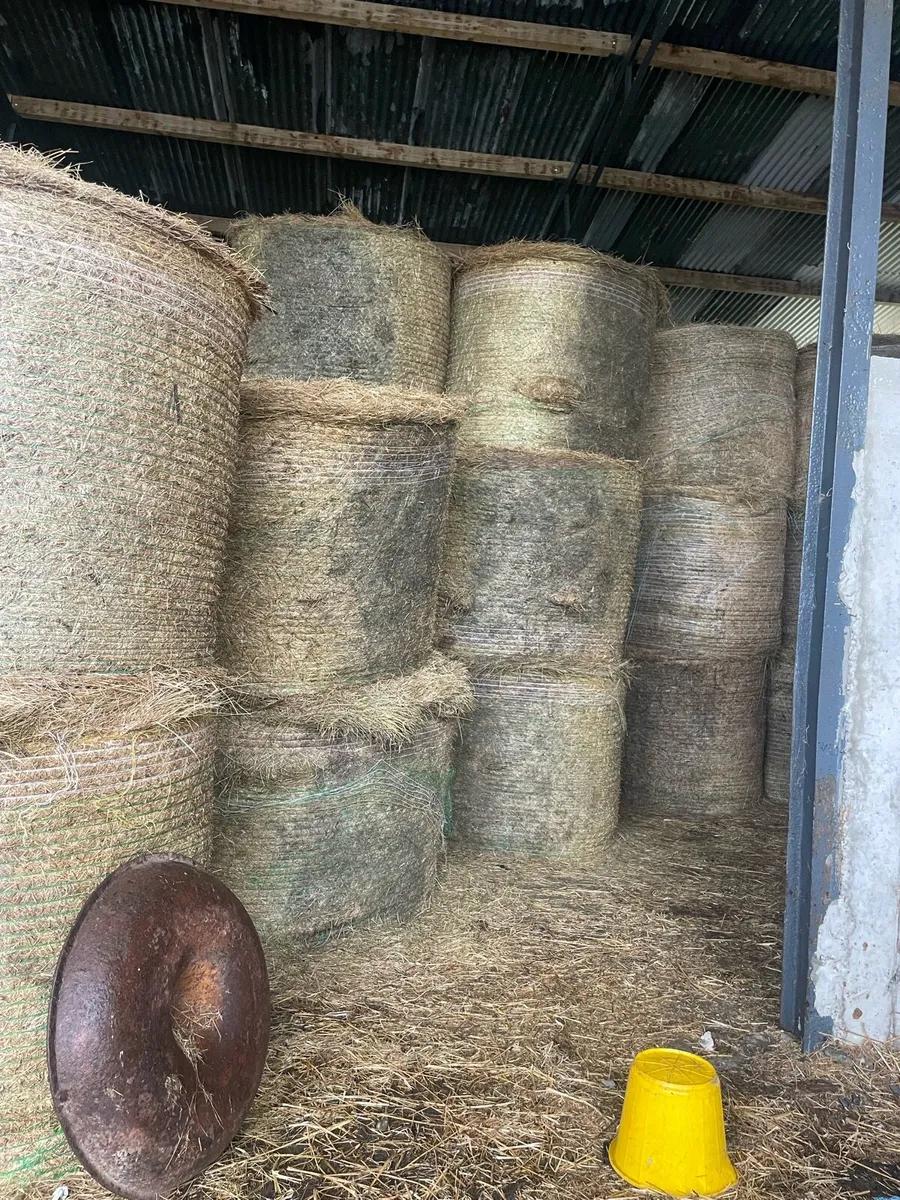Hay - Image 1