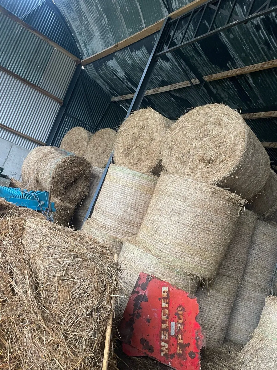 Hay - Image 2