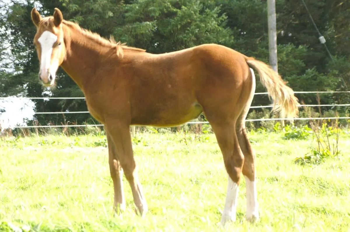 UNTOUCHABLE FILLY strong damline - Image 2