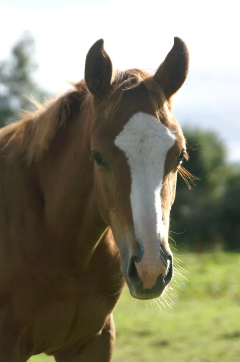 UNTOUCHABLE FILLY strong damline - Image 1