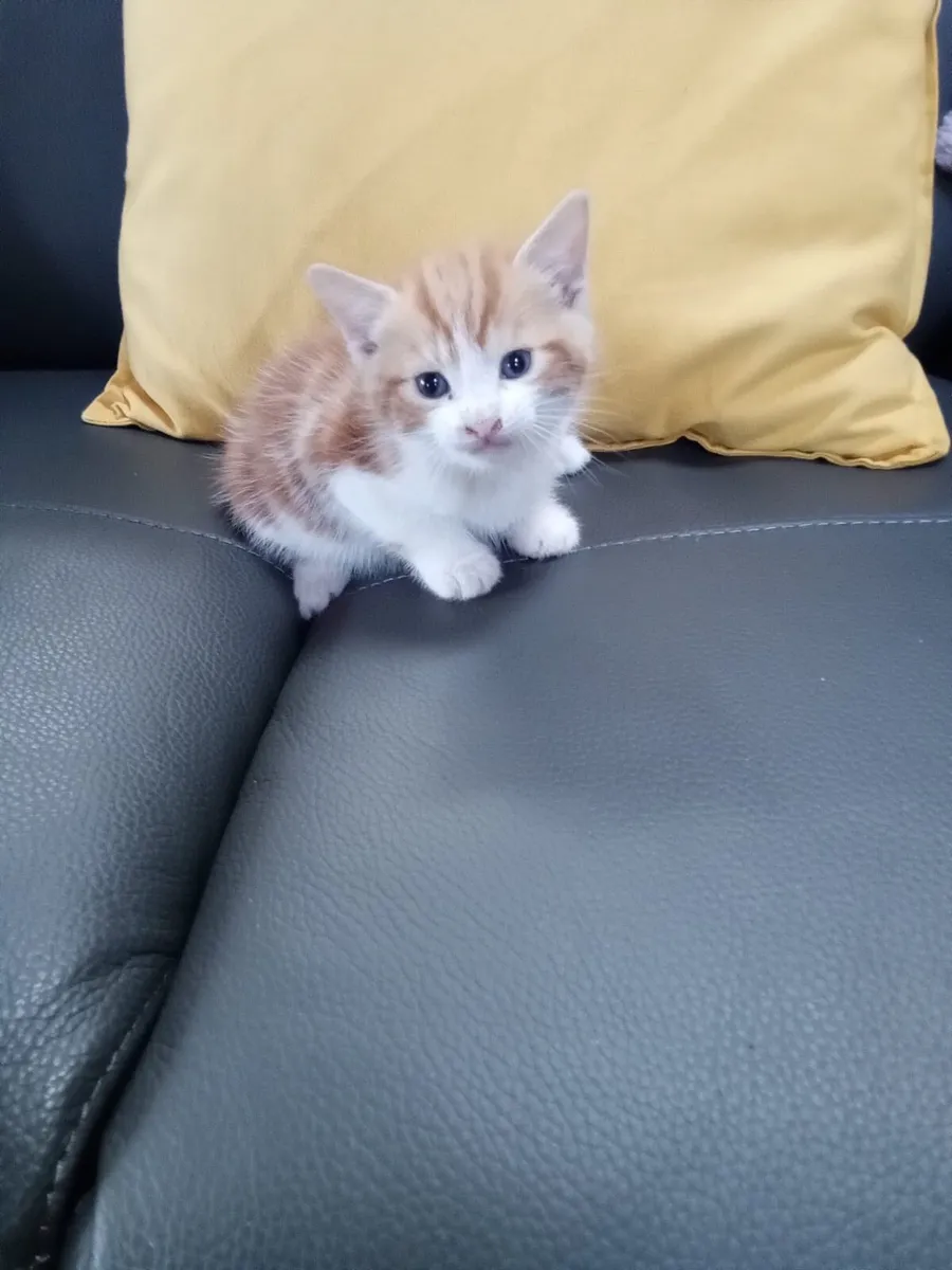 Kitten for sale