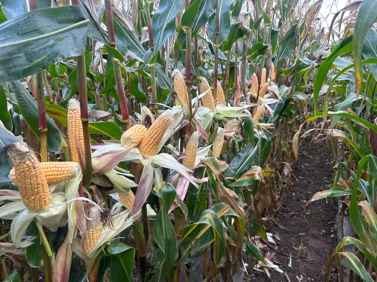 Maize silage for sale - Image 1