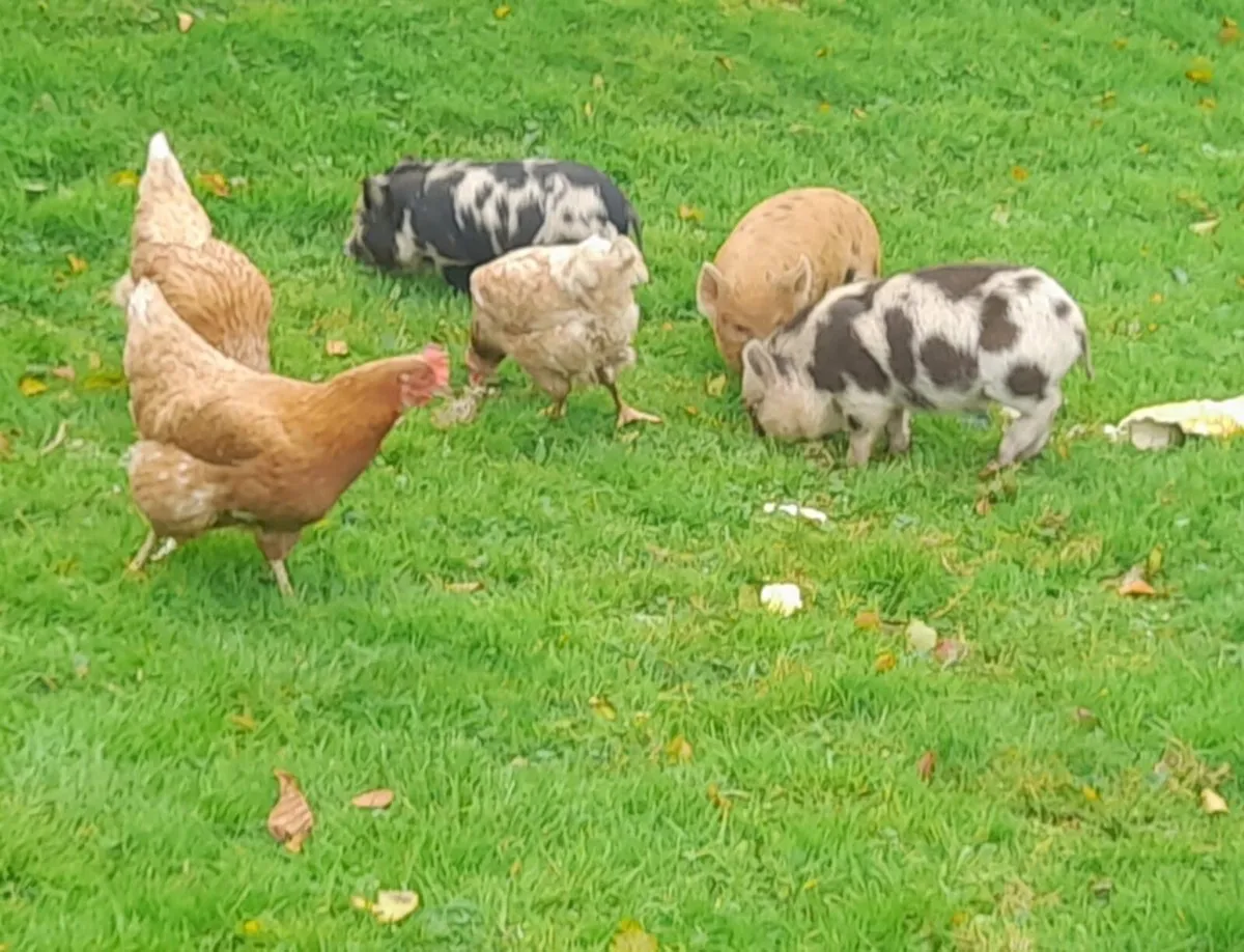 Kune kune piglets - Image 2