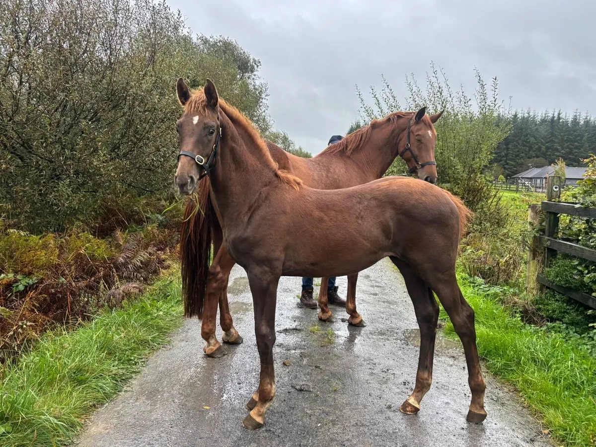 Foal - Image 1
