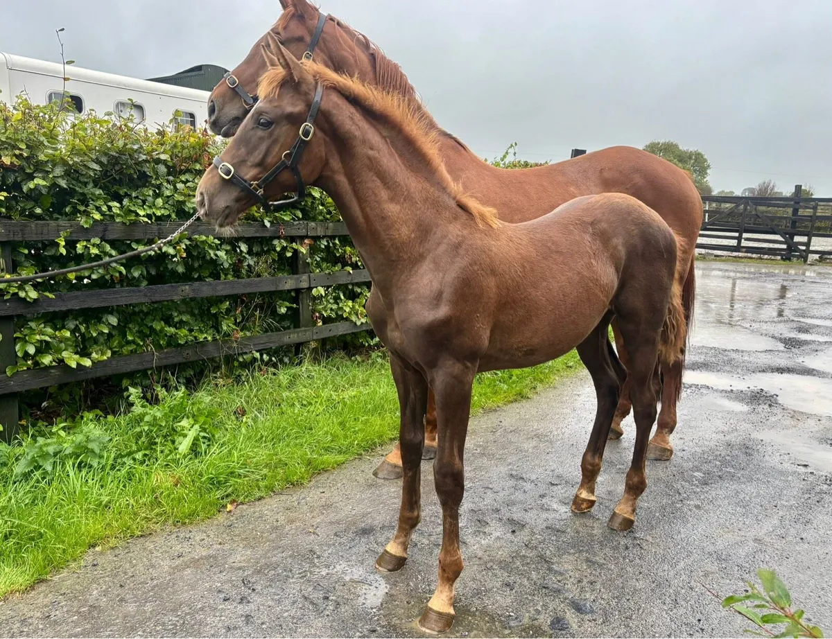 Foal - Image 2