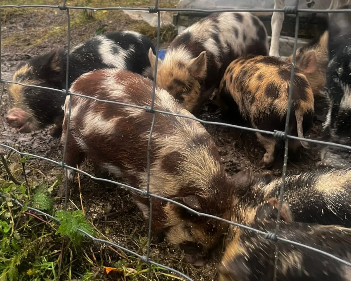 Kune kune piglets - Image 3